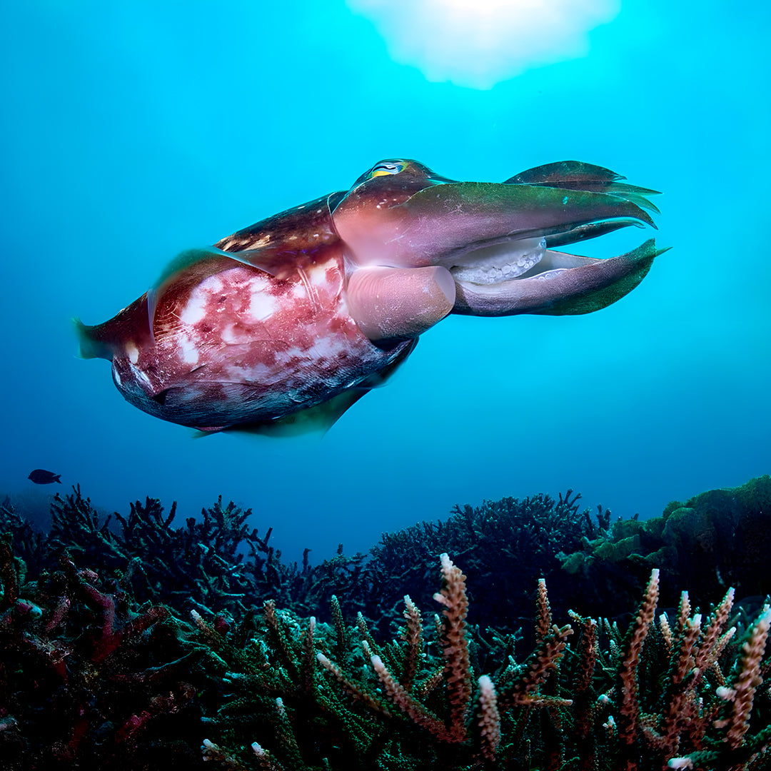 Zero to Hero PADI Divemaster Course in Komodo Islands