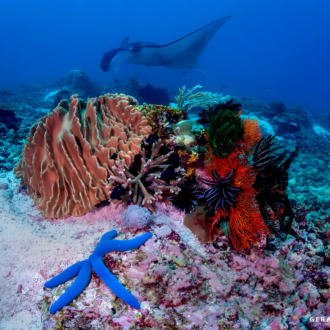 Zero to Hero PADI Divemaster Course in Komodo Islands