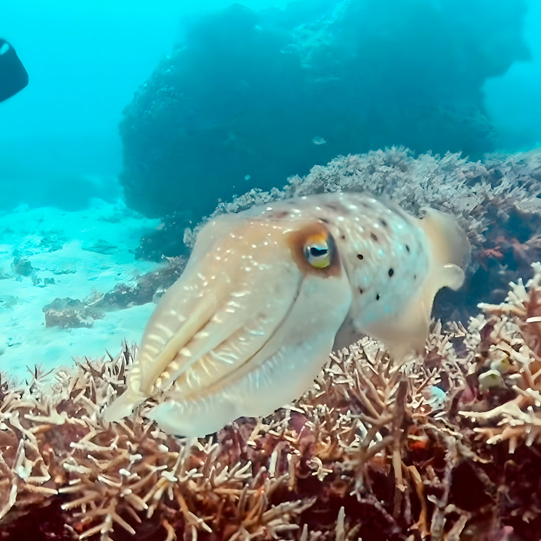 Zero to Hero PADI Divemaster Course in Komodo Islands