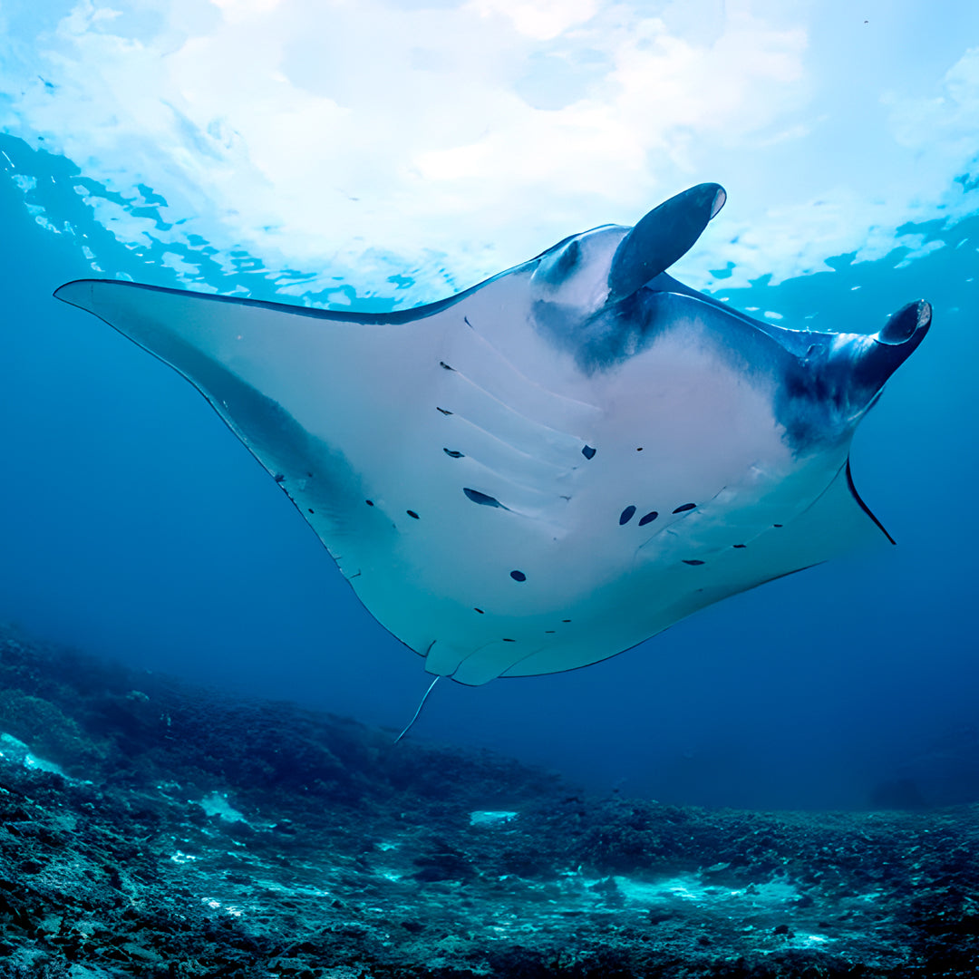 Zero to Hero PADI Divemaster Course in Komodo Islands