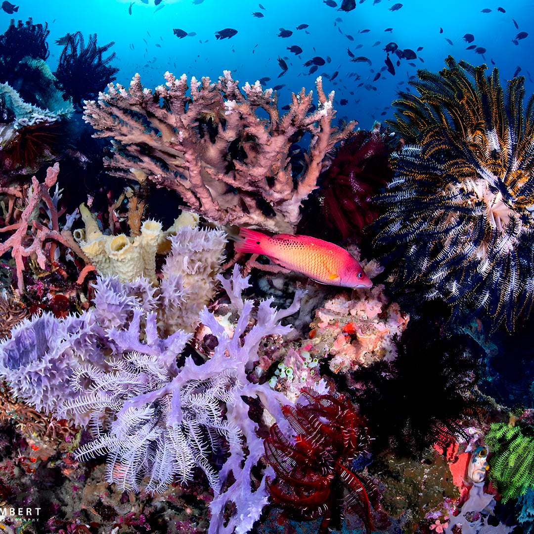 Learn Scuba Diving in Komodo Islands