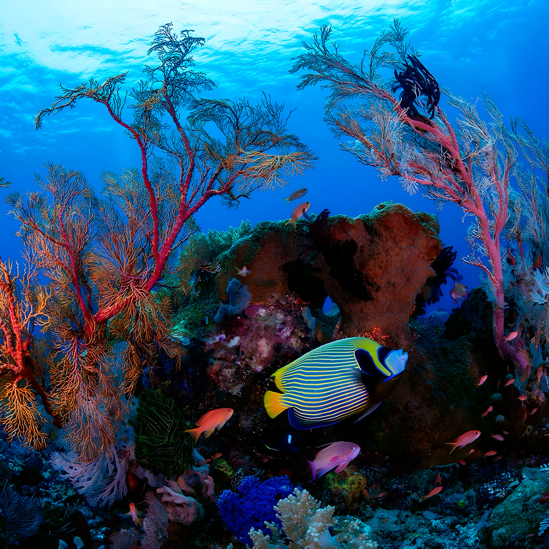 Learn Scuba Diving in Komodo Islands