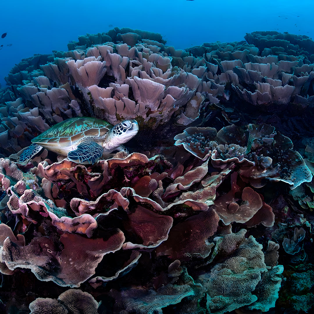 Learn Scuba Diving in Komodo Islands