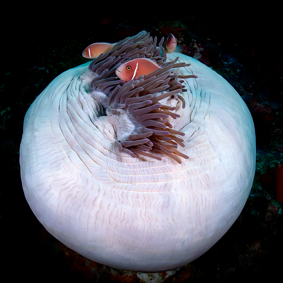 Learn Scuba Diving in Komodo Islands