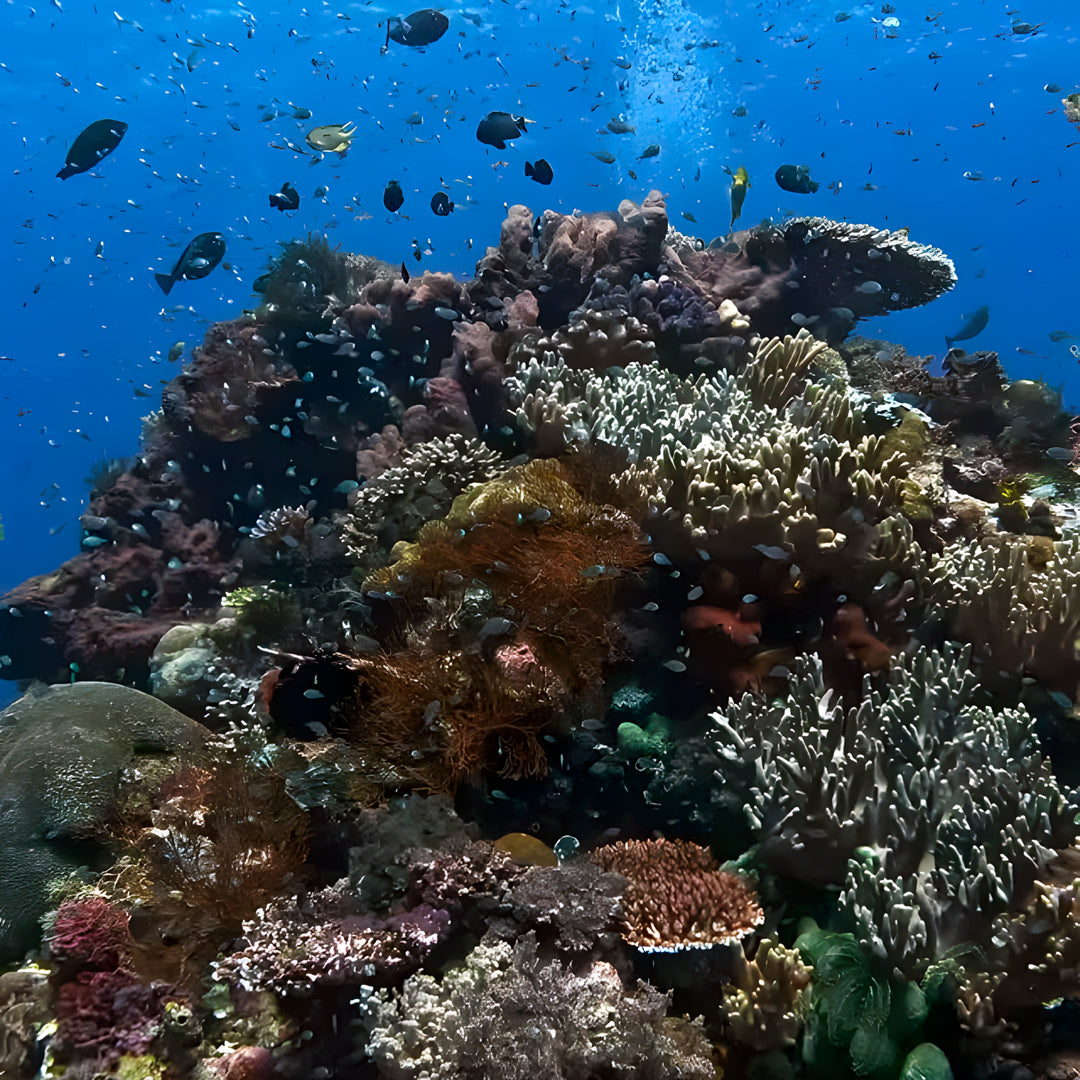 Learn Scuba Diving in Komodo Islands