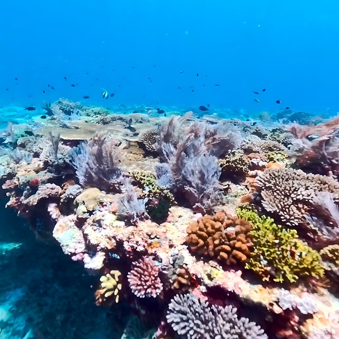 Learn Scuba Diving in Komodo Islands