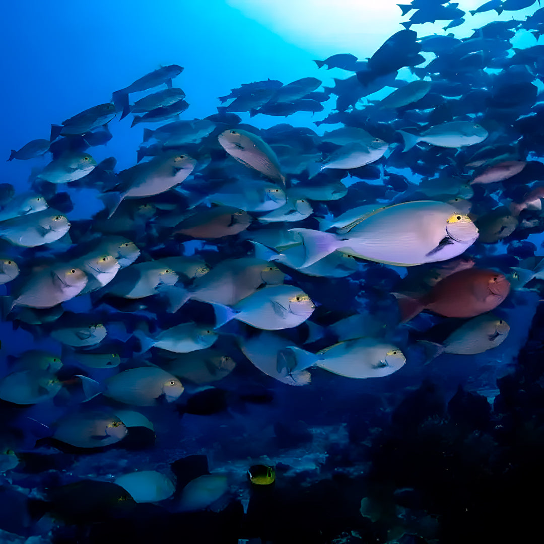 Komodo Paradise Fun Dive
