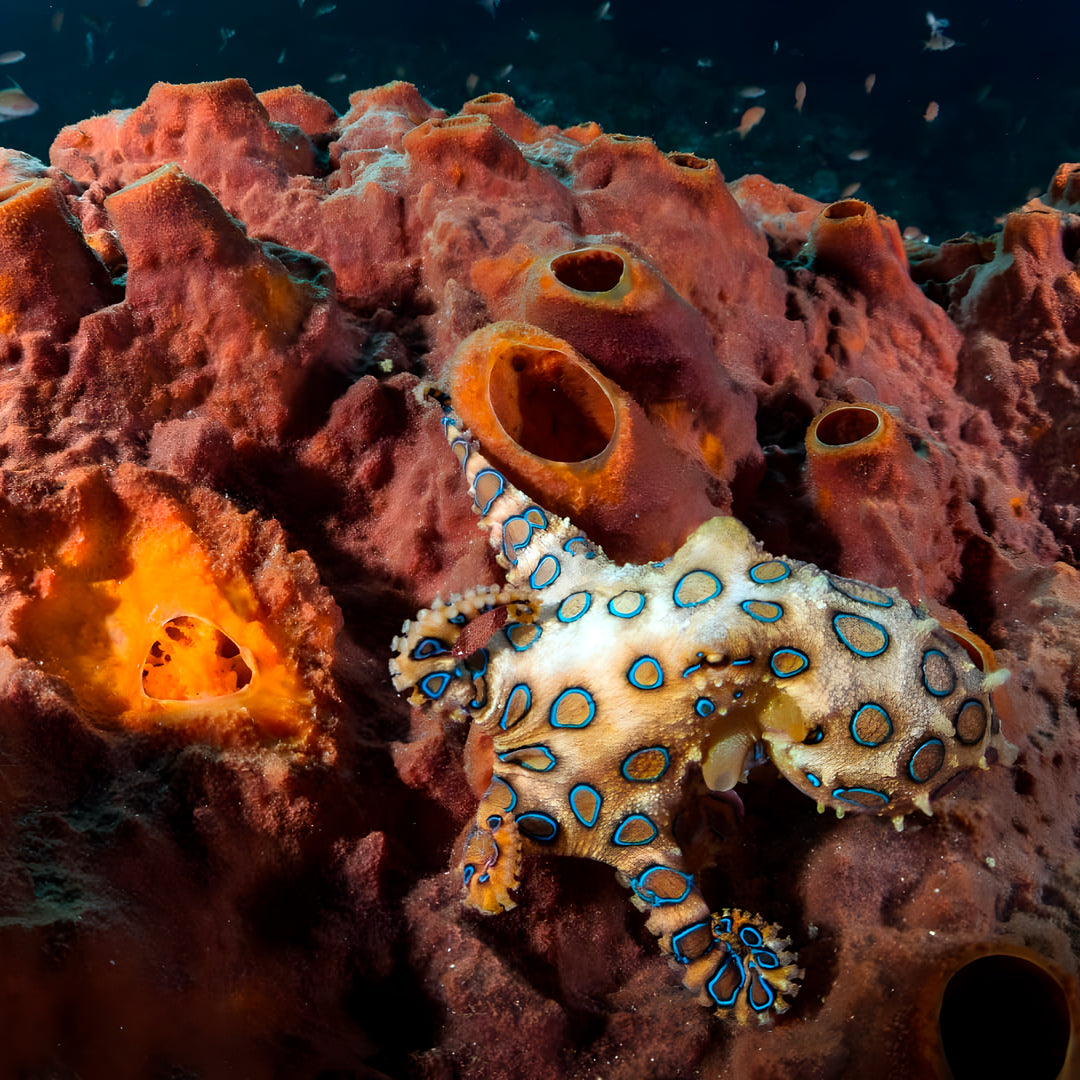 Komodo Paradise Fun Dive