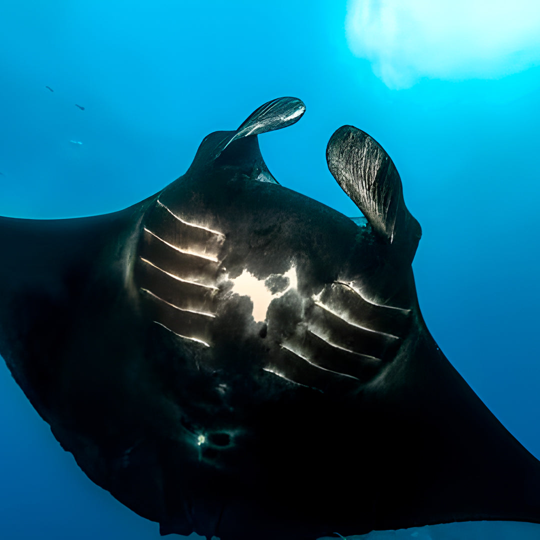 Komodo Islands PADI Open Water Course