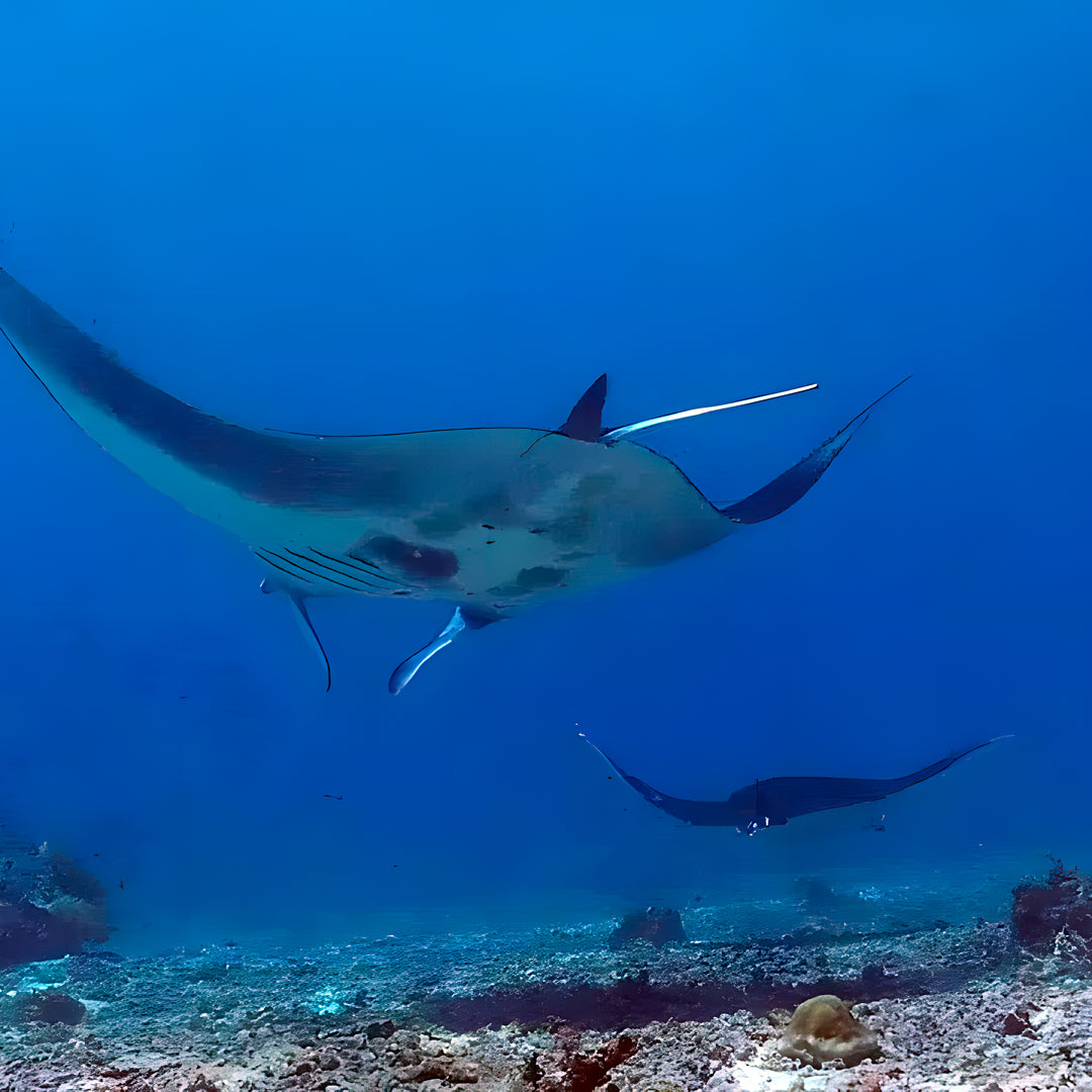 Komodo Islands PADI Open Water Course