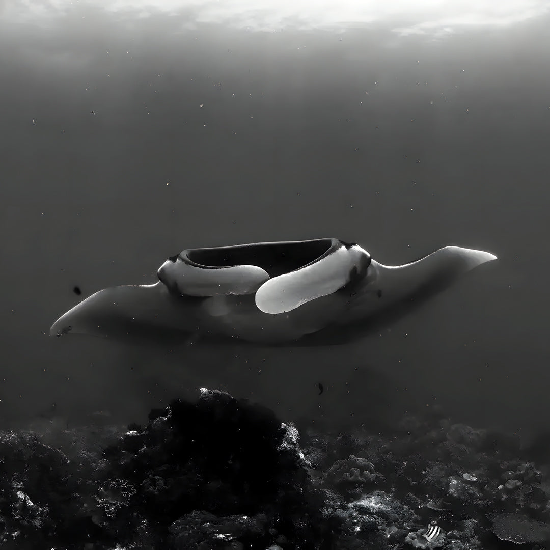 Komodo Islands PADI Open Water Course