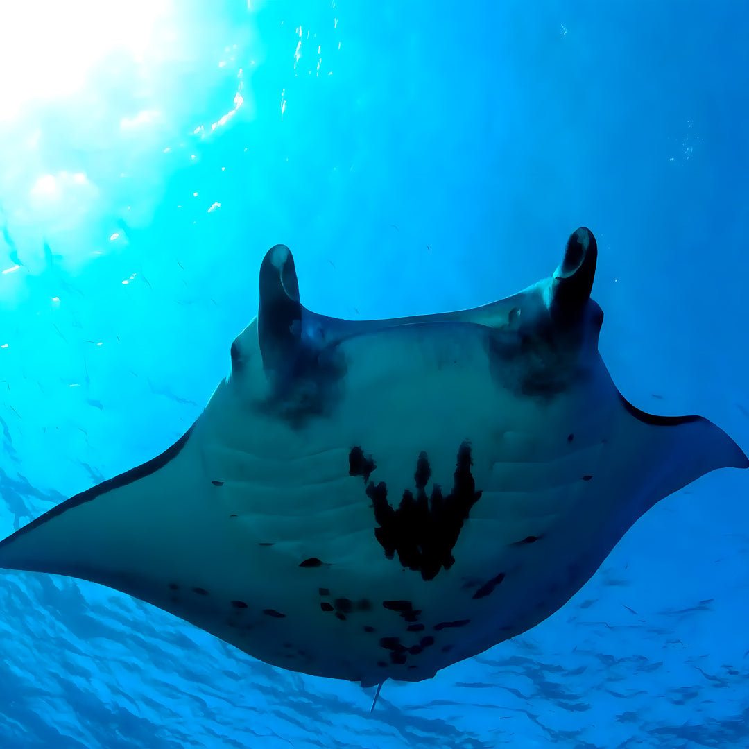 Komodo Islands PADI Open Water Course