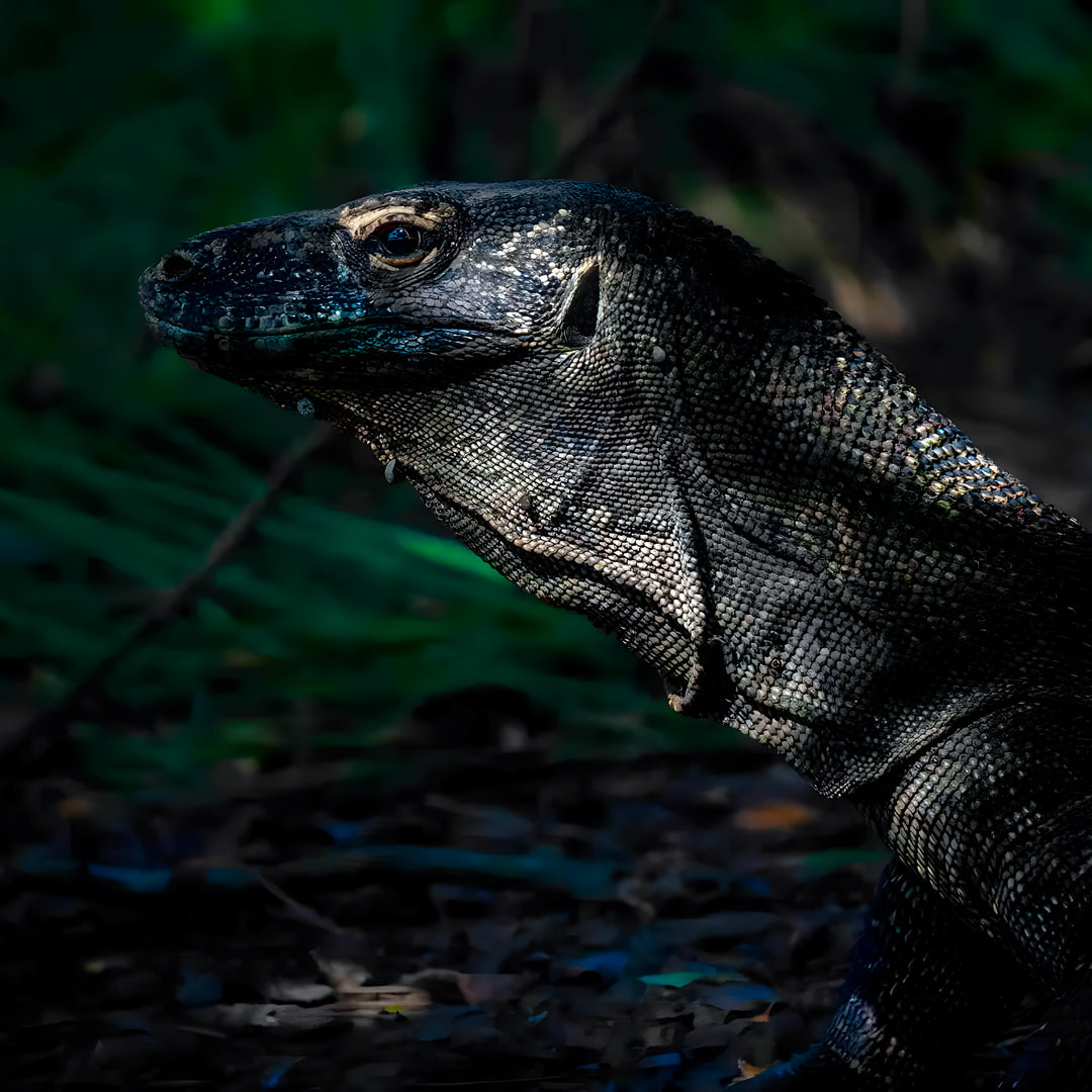 Learn Scuba Diving in Komodo Islands