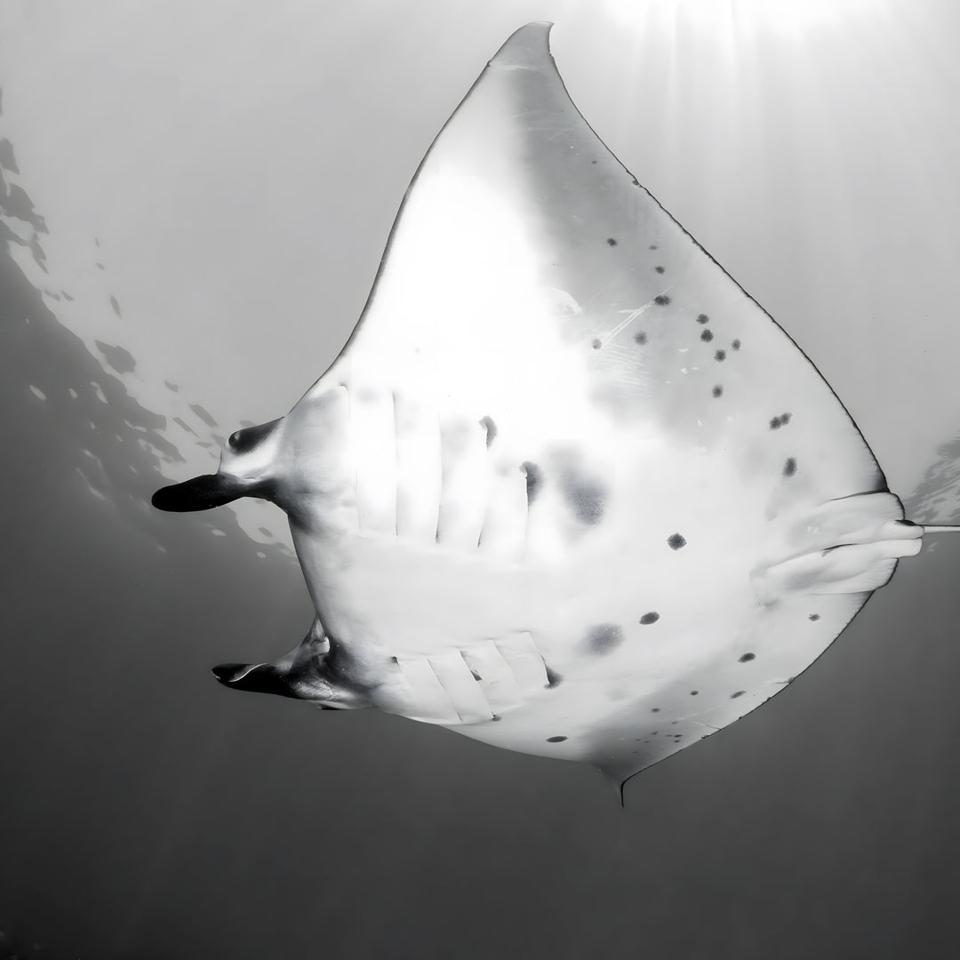 Komodo Islands Open Water and Advanced Scuba Diver Course Combo