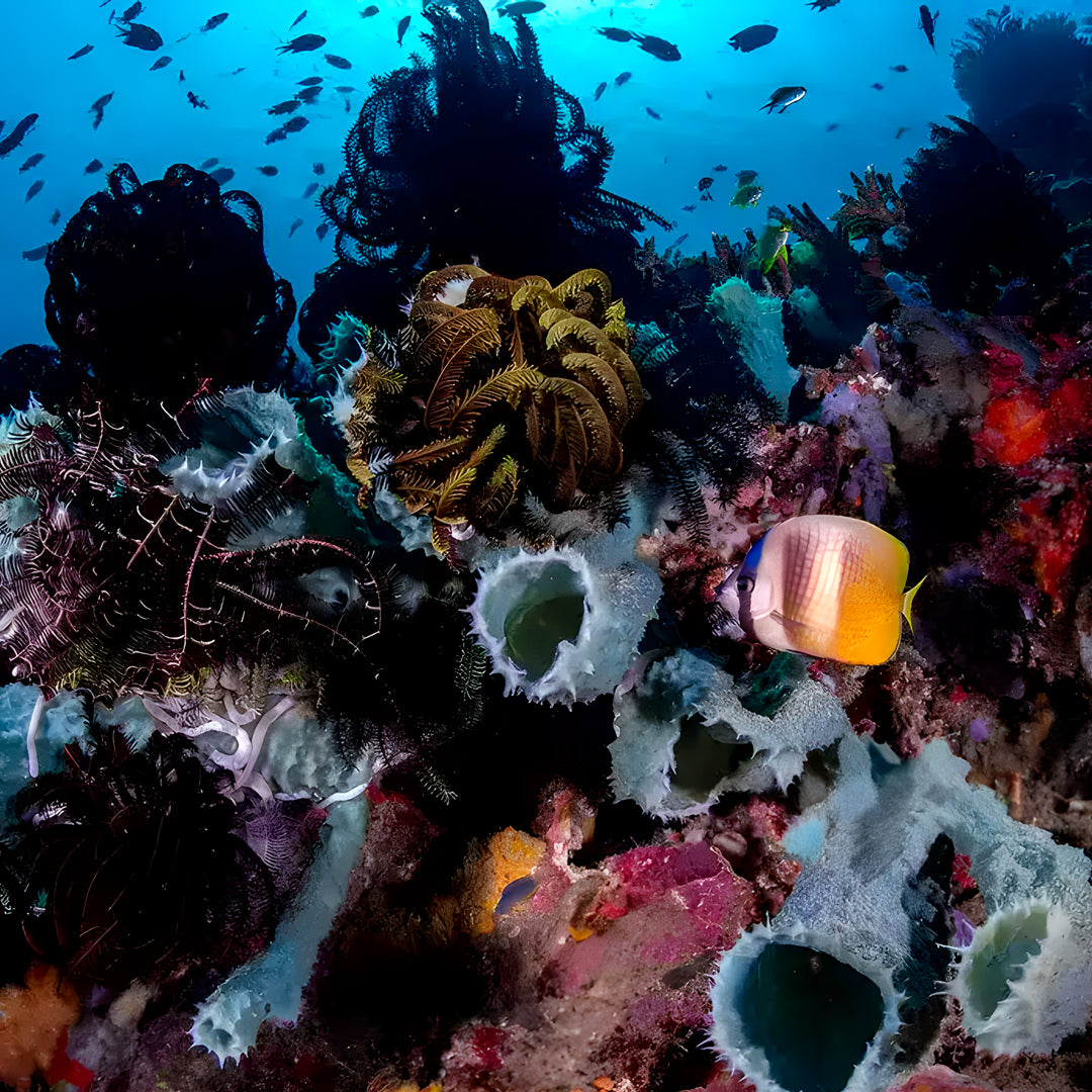 Komodo Islands Open Water and Advanced Scuba Diver Course Combo