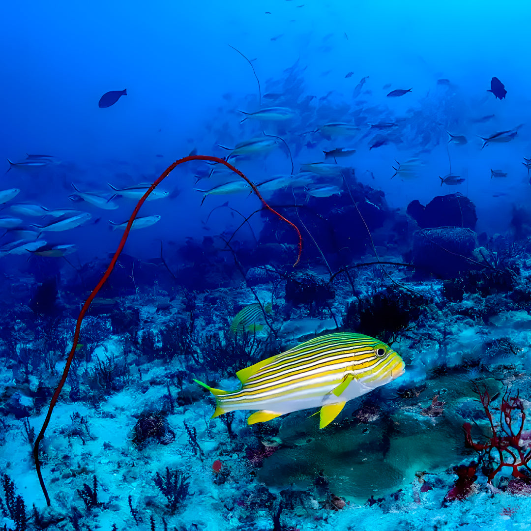 Komodo Islands Open Water and Advanced Scuba Diver Course Combo