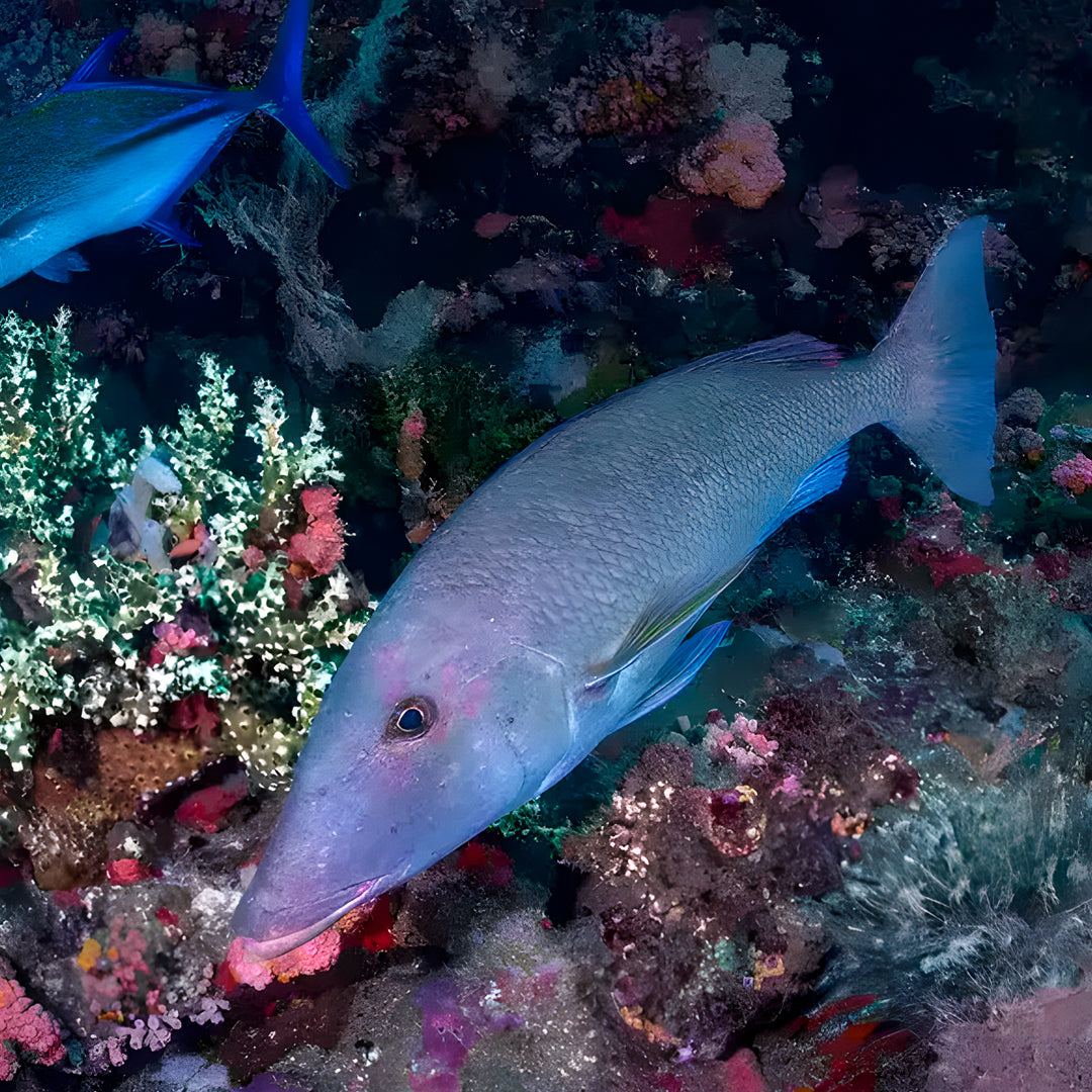 Komodo Islands Open Water and Advanced Scuba Diver Course Combo