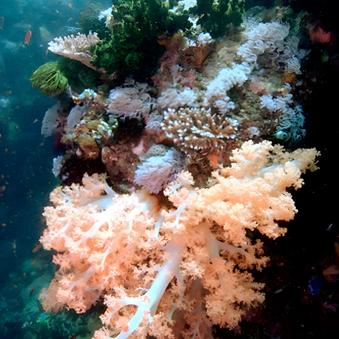 Komodo Islands PADI Open Water Course