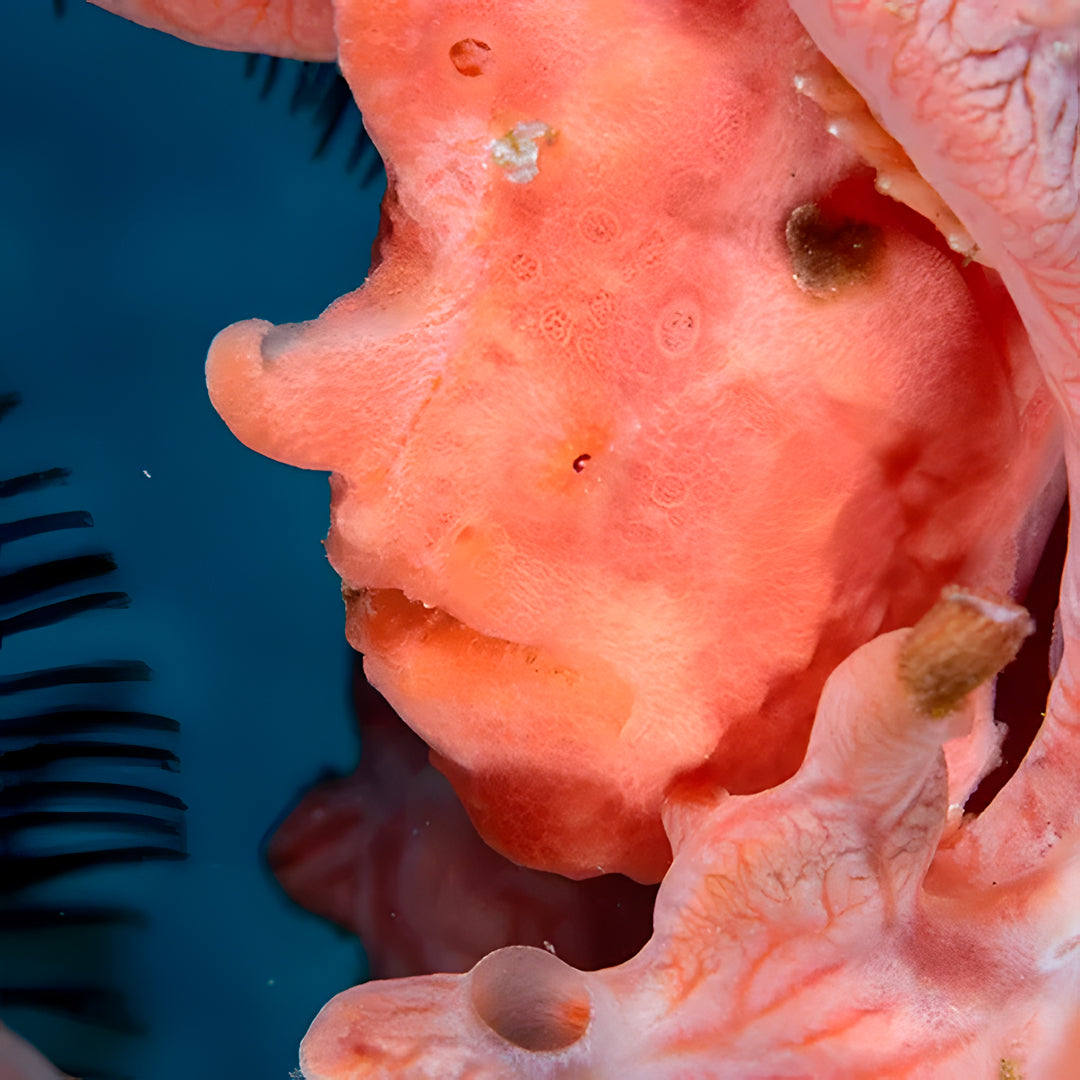 Komodo Paradise Fun Dive