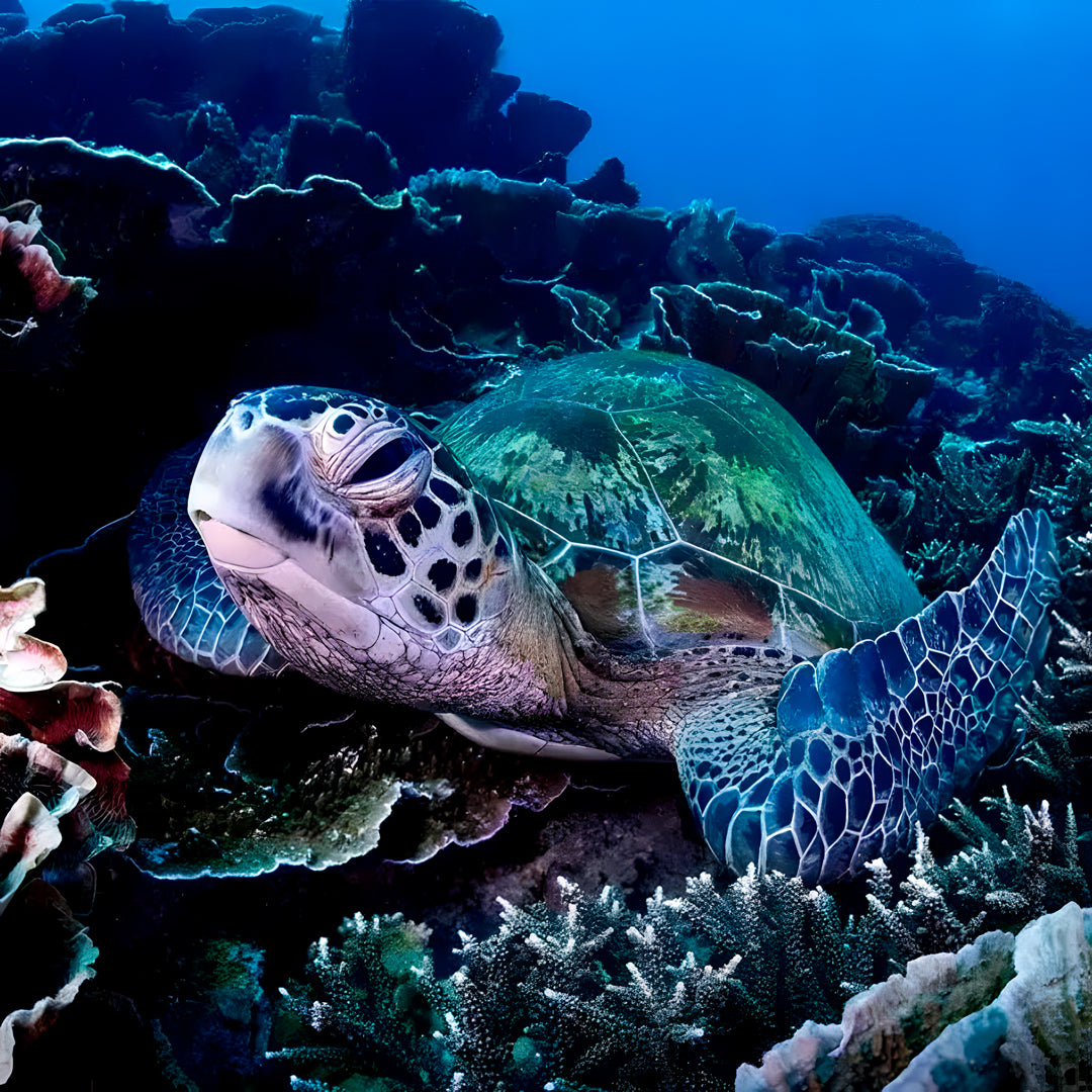 Zero to Hero PADI Divemaster Course in Komodo Islands