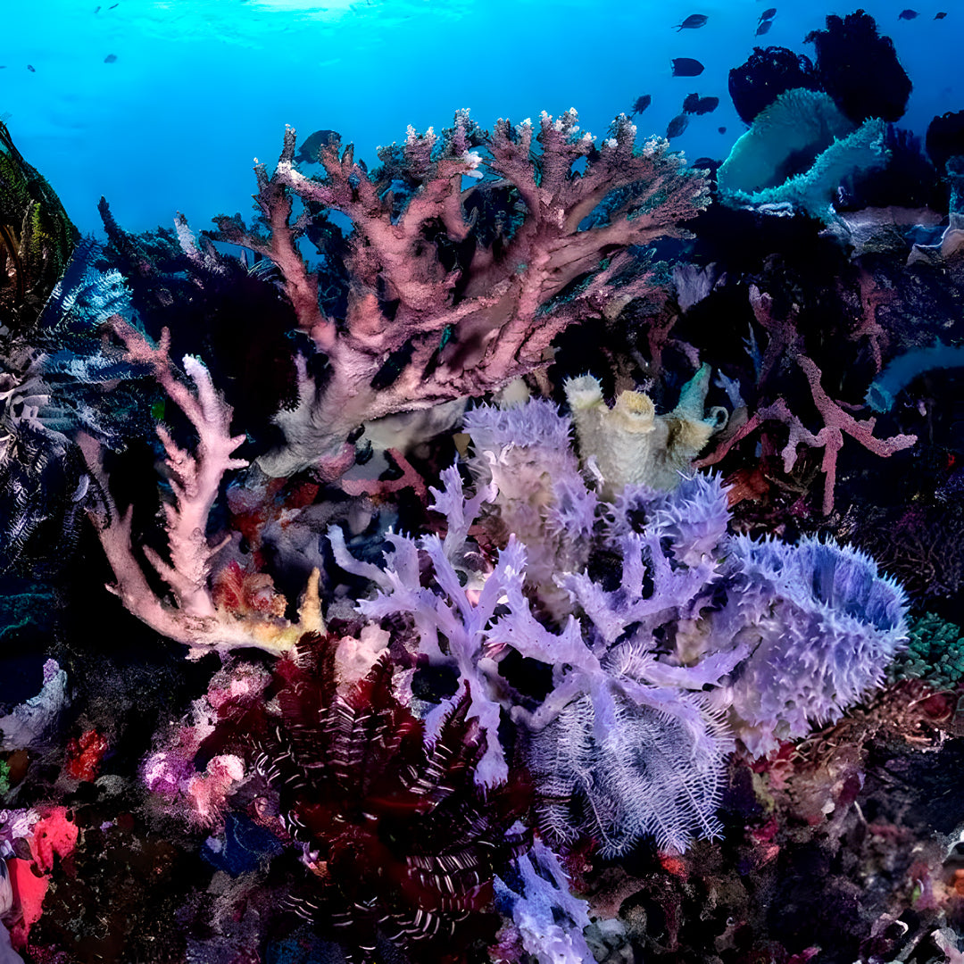 Zero to Hero PADI Divemaster Course in Komodo Islands