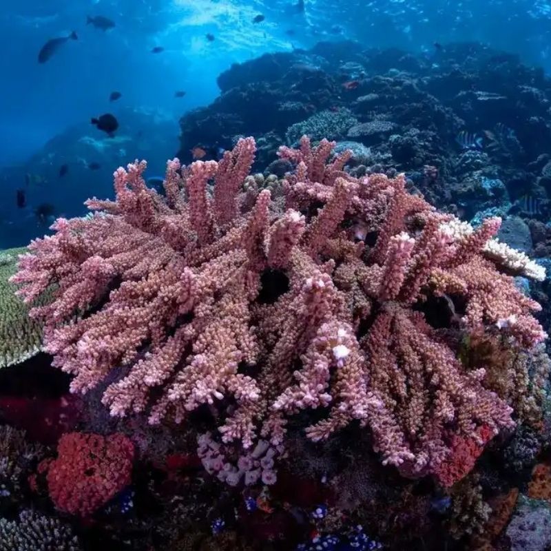 Komodo Paradise Fun Dive