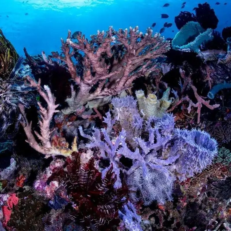 Komodo Paradise Fun Dive