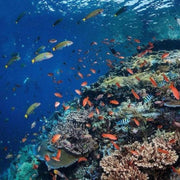 Komodo Paradise Fun Dive