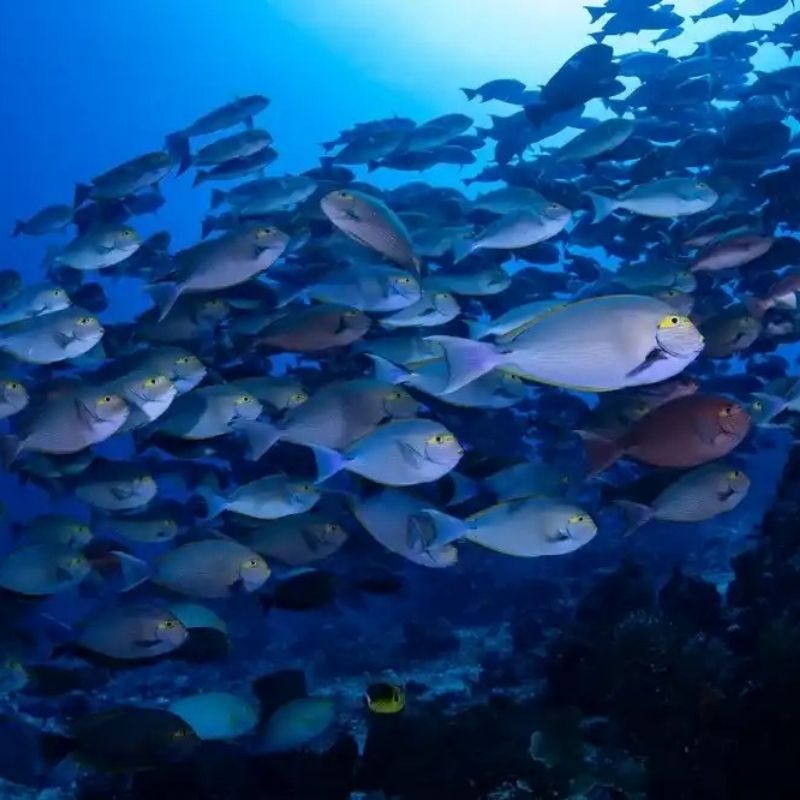 Komodo Paradise Fun Dive