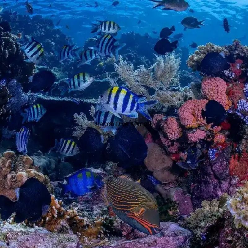 Komodo Paradise Fun Dive