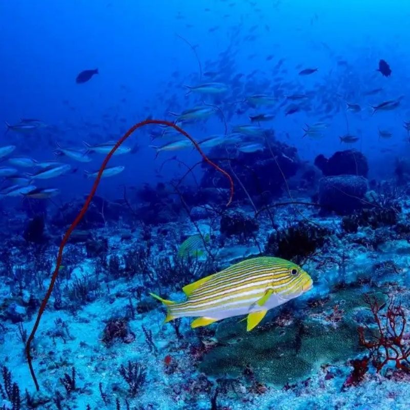 Komodo Paradise Fun Dive