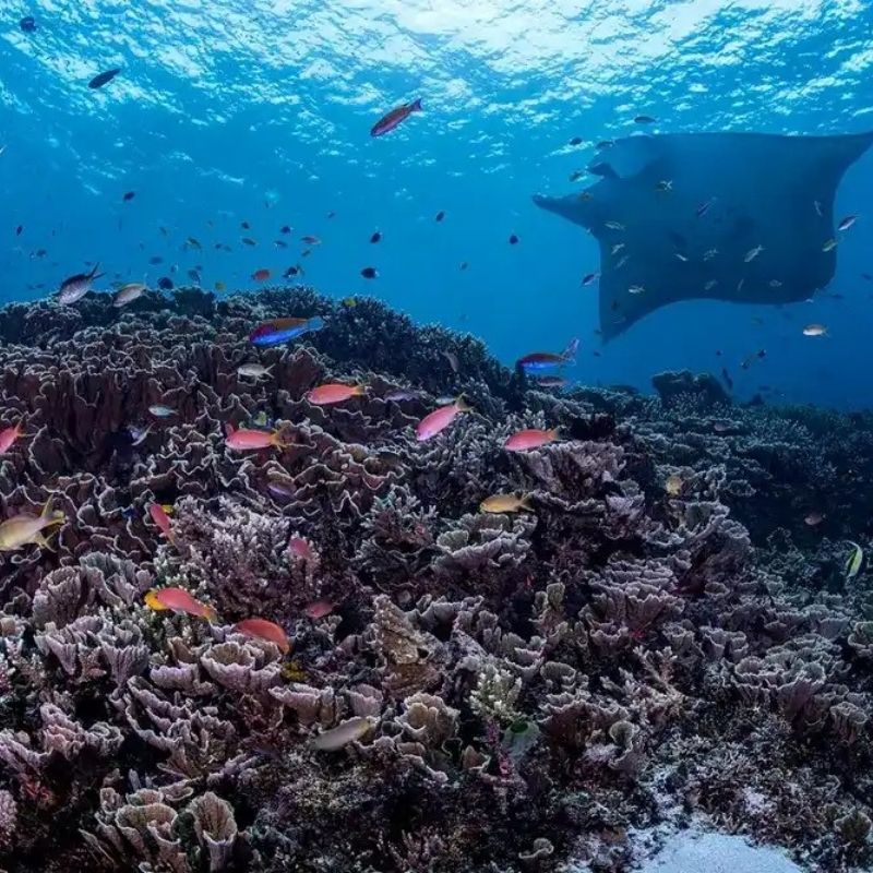 Komodo Paradise Fun Dive