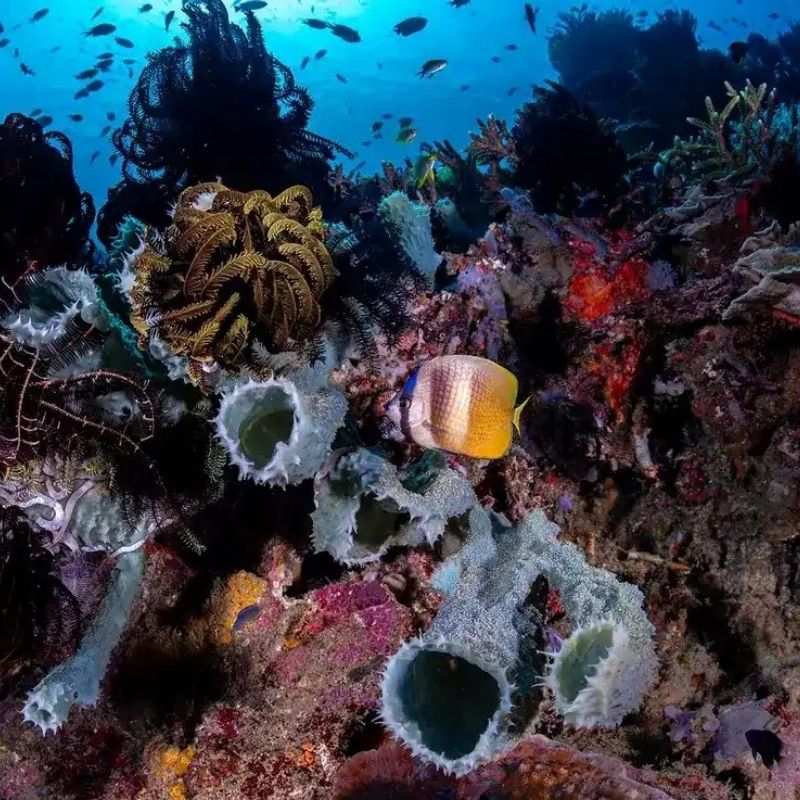 Komodo Paradise Fun Dive