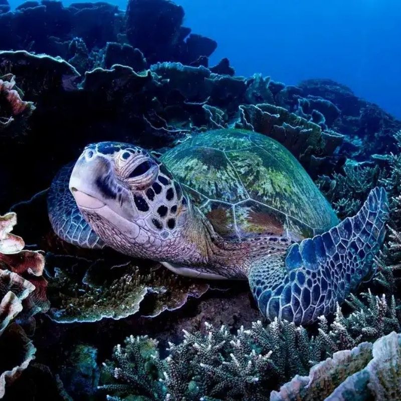 Komodo Paradise Fun Dive