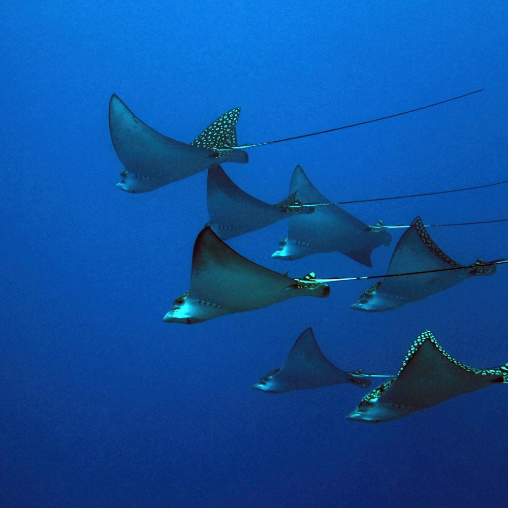 Master Freediving Program