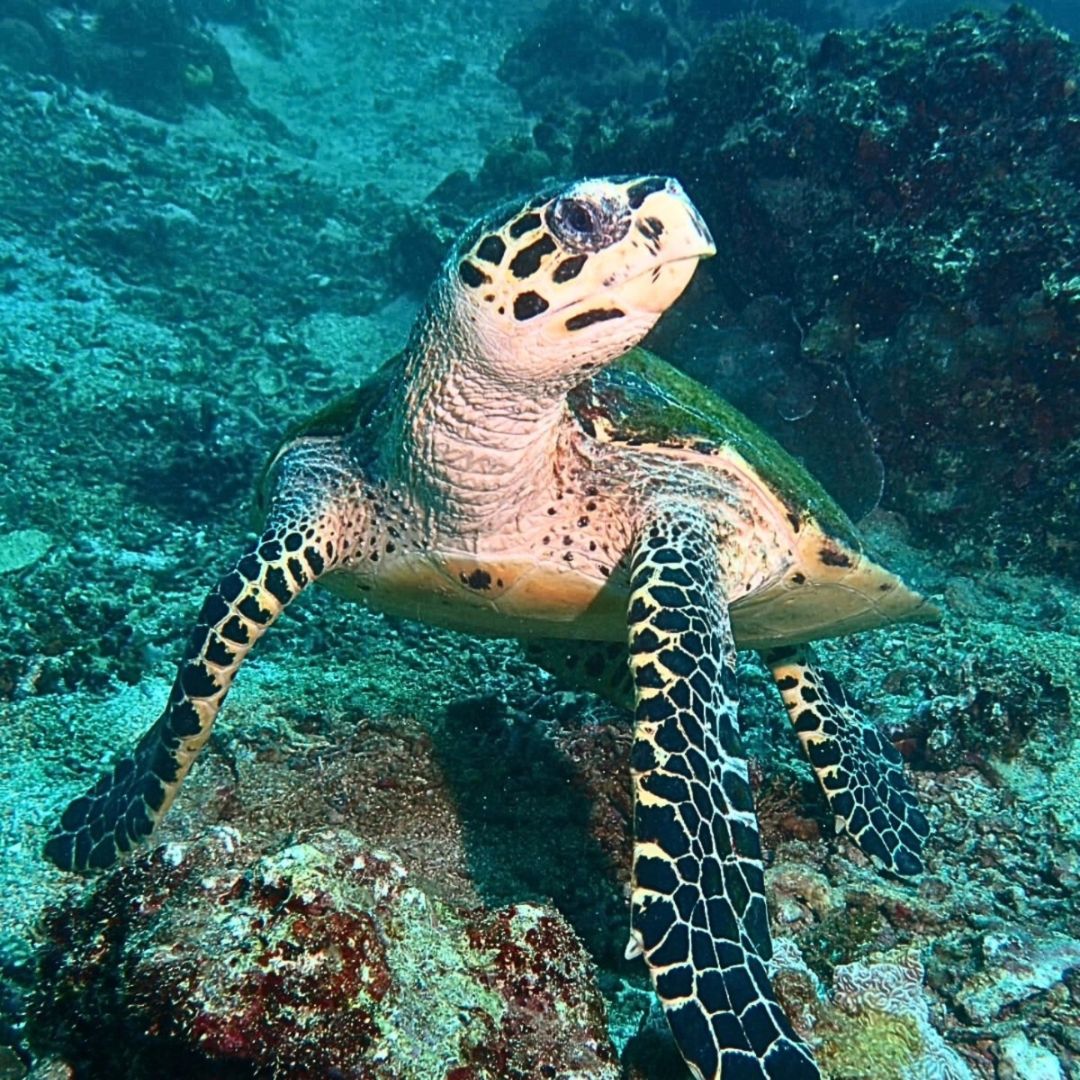 PADI Open Water Diver Course