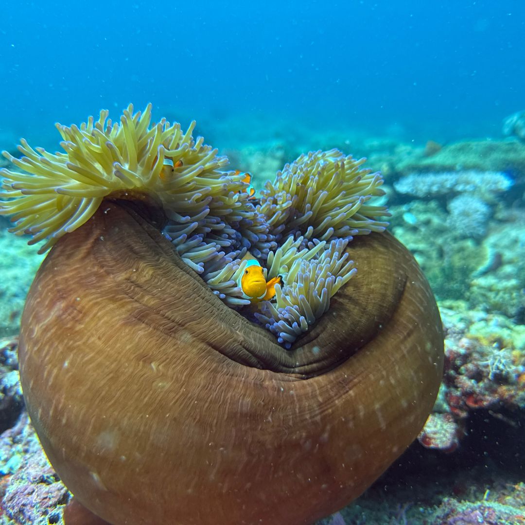 Discover Scuba Diving in Boracay