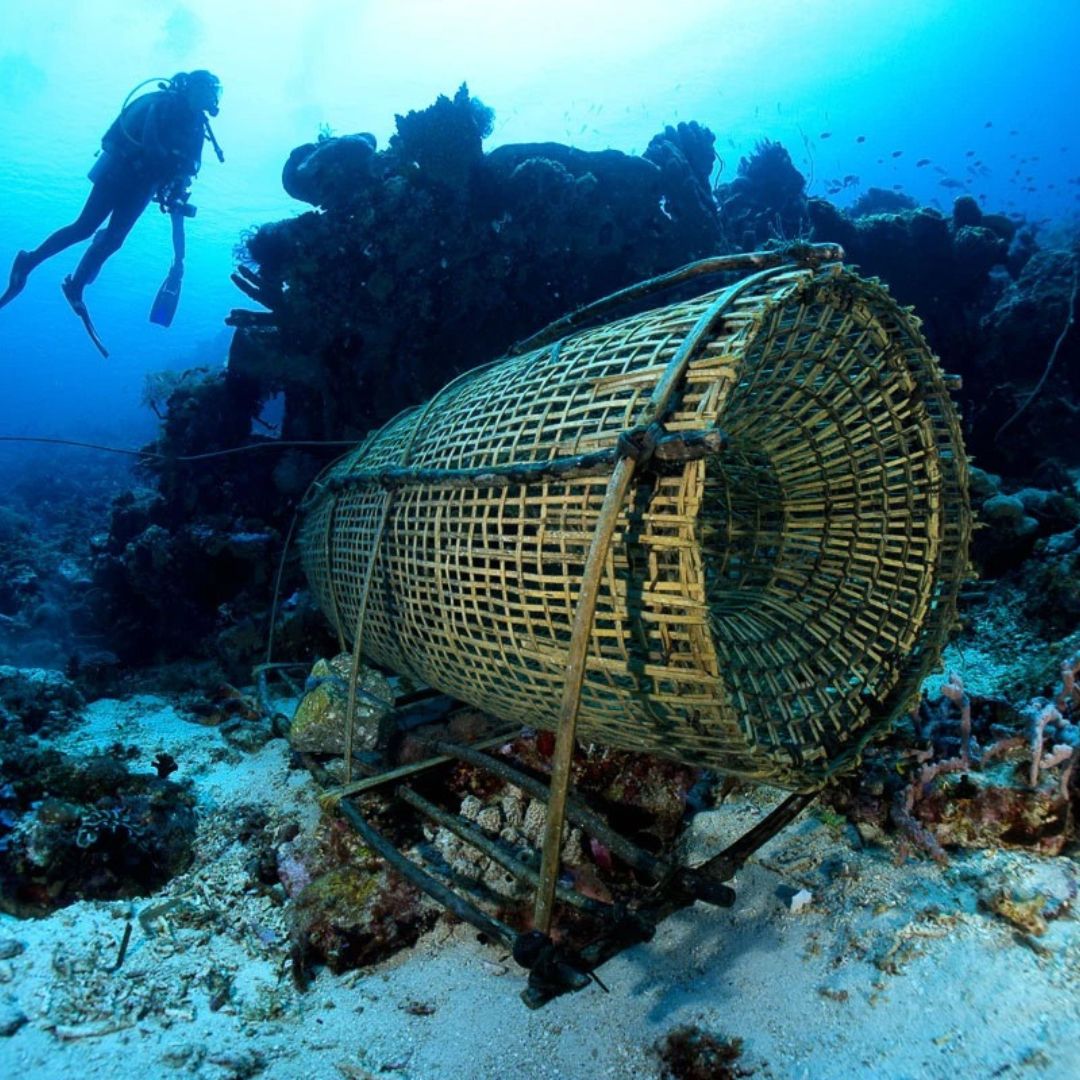 Komodo National Park Scuba Diving Exclusive Liveaboard