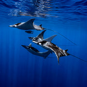 Freedive With Orcas & Mobula Rays in Baja Mexico