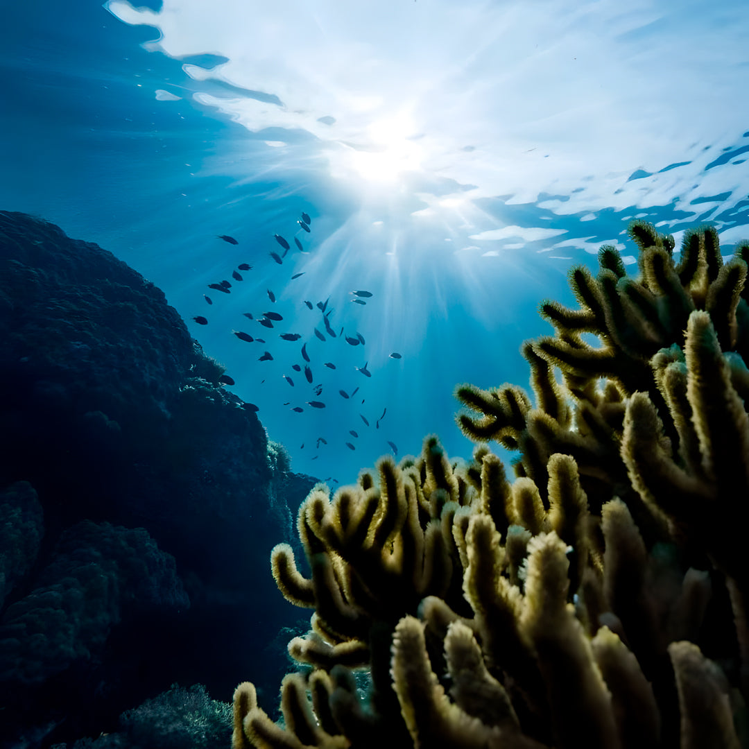 Sydney SSI Level 1 Beginner Freediving Course
