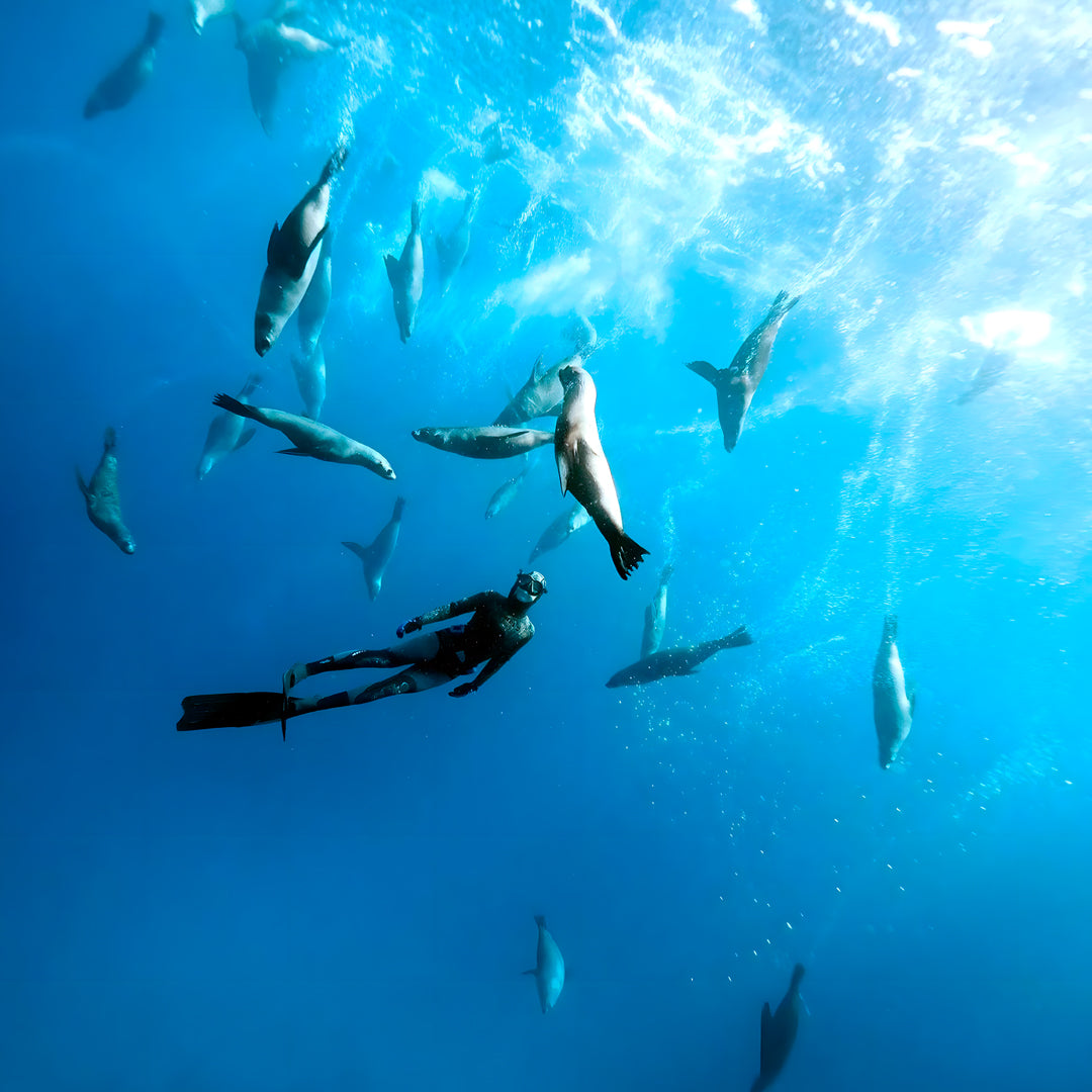 Sydney SSI Level 2 Advanced Freediving Course