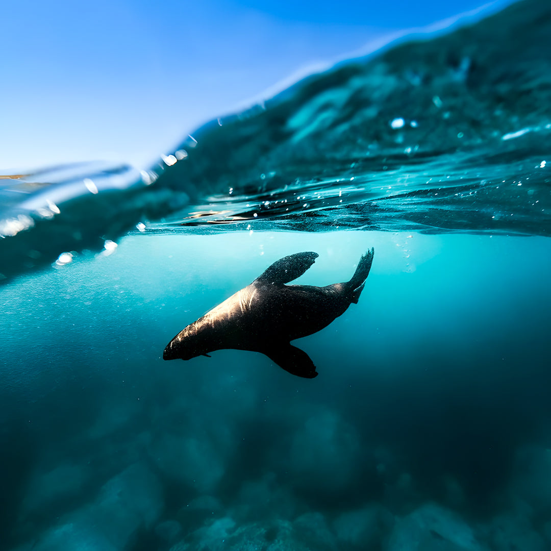 Narooma Seal Diving Trip
