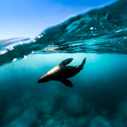 Narooma Seal Diving Trip