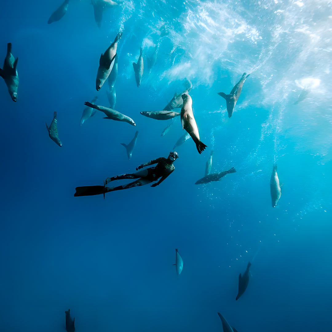 Narooma Seal Diving Trip