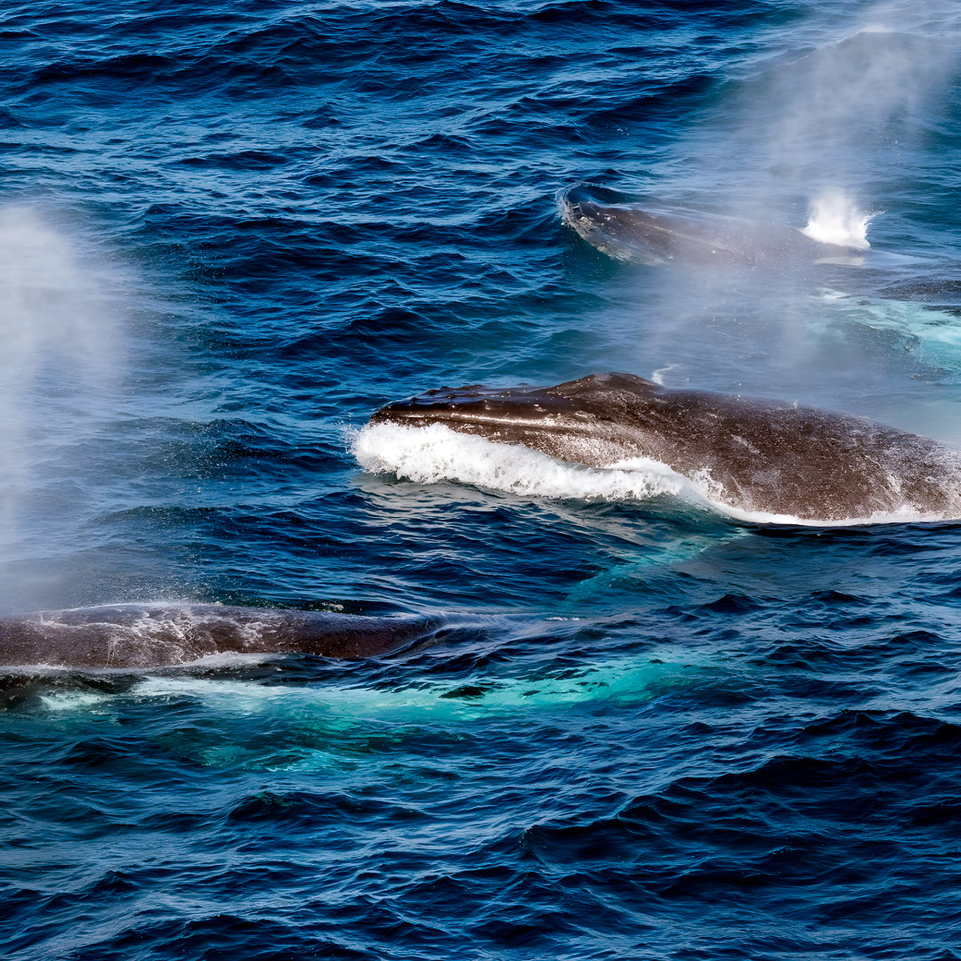 Humpback Whale Migration Dive Trip