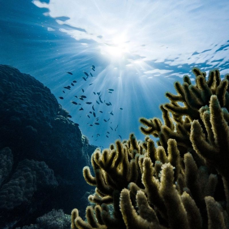 Certified Freedivers Depth Training