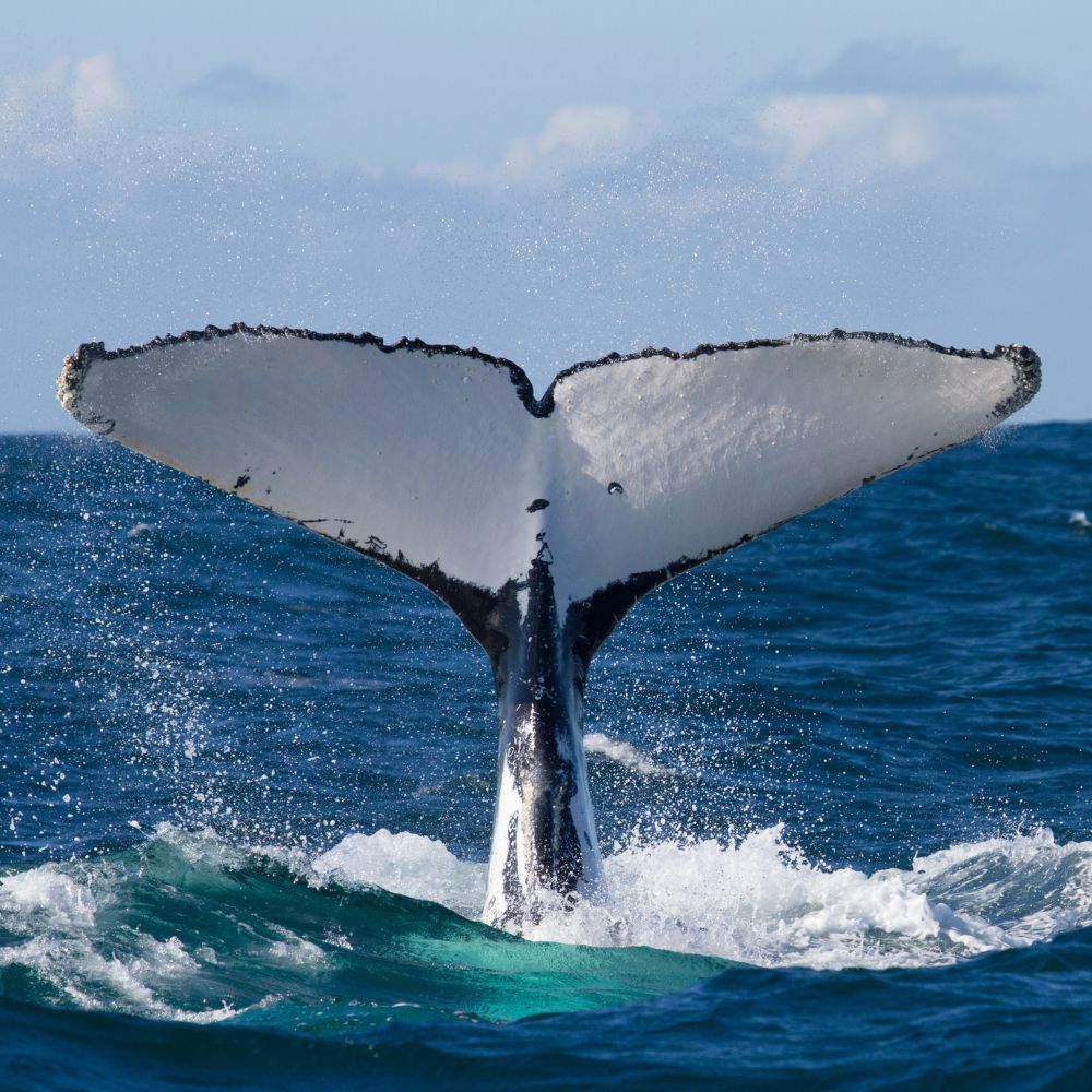 Humpback Whale Migration Dive Trip