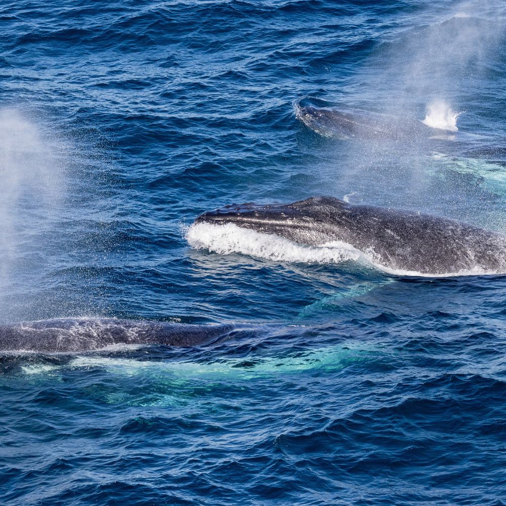 Humpback Whale Migration Dive Trip