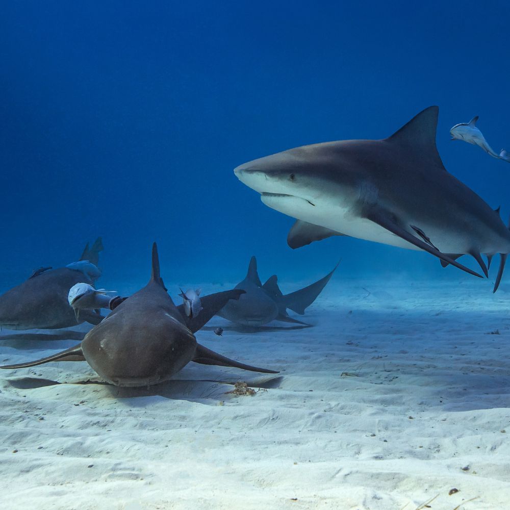 Freediving Fiji Trip