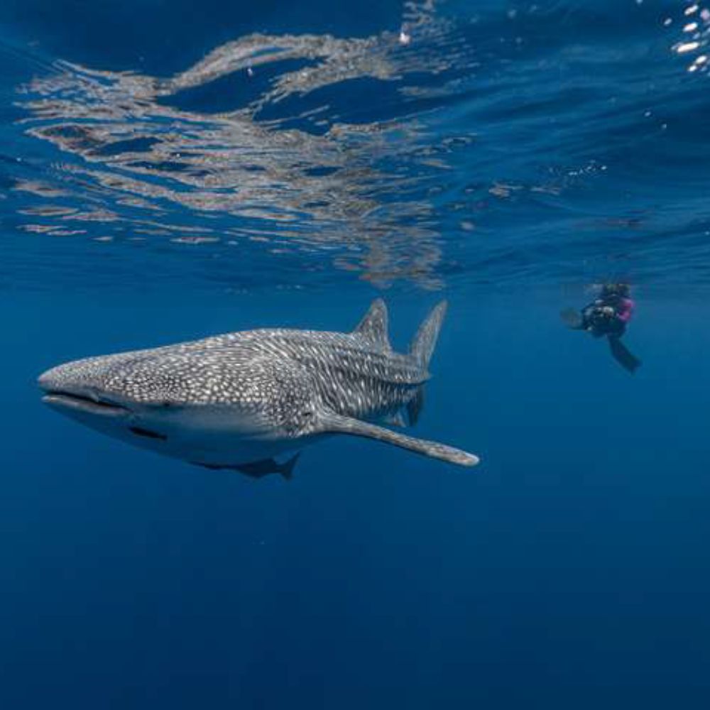 Freedive Mexico Mobula Rays Migration